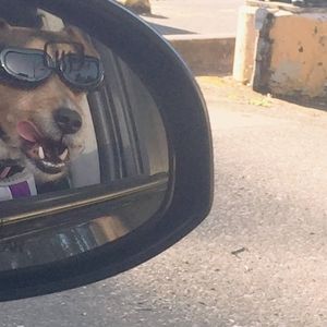 Meet your Posher, Jolene